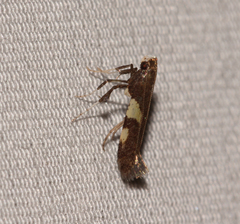 Caloptilia umbratella