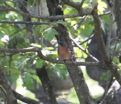 Fringilla coelebs