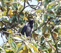 Corvus cornix