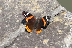 Vanessa atalanta
