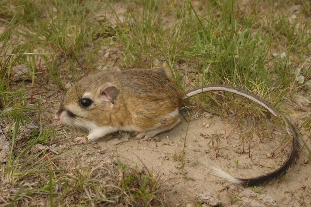 Plateau Kangaroo Rat