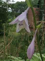 Hosta sieboldiana