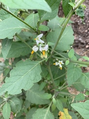 Solanum nigrum