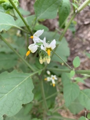 Solanum nigrum