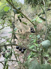 Solanum nigrum