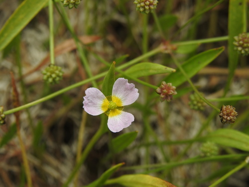 Image of Baldellia ranunculoides by (c) Yves Bas, some rights reserved (CC BY)