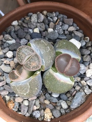 Lithops
