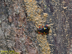 Eumorphus quadriguttatus pulchripes