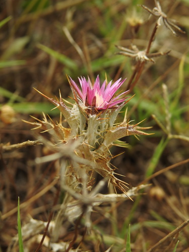 Carlina lanata (Carlina lanata)
