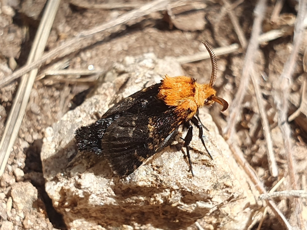 Stygia australis