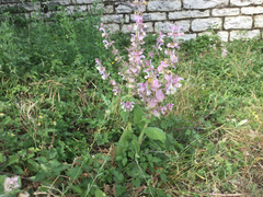 Salvia sclarea