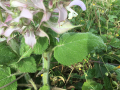 Salvia sclarea