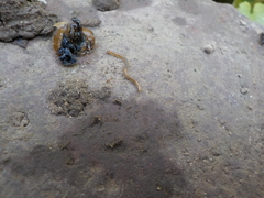Blaniulidae