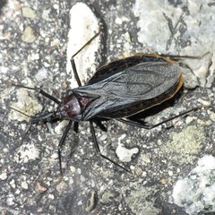 Triatoma recurva