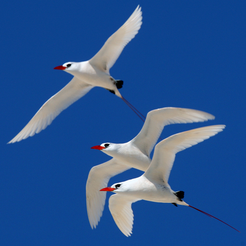 Phaethon rubricauda observed 2008-02-13