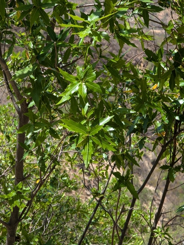 Quercus devia (Quercus devia)