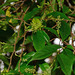 Antidesma japonicum densiflorum - Photo (c) Kinmatsu Lin, algunos derechos reservados (CC BY-NC), uploaded by Kinmatsu Lin