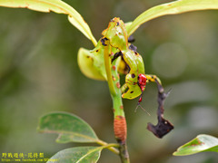Paratrachelophorus nodicornis