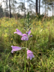 Physostegia purpurea