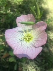 Oenothera speciosa