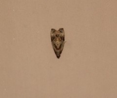 Olethreutes furfuranum