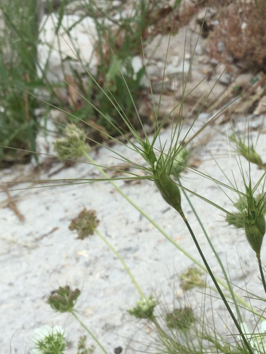 Representative image of Aegilops neglecta