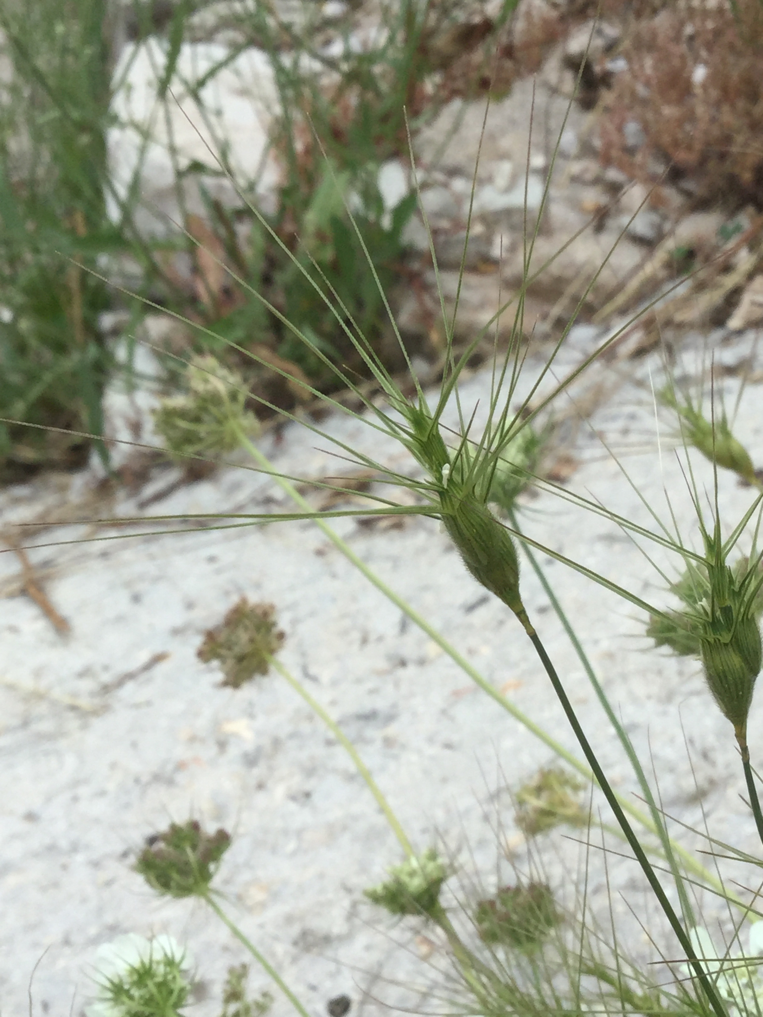 Aegilops neglecta