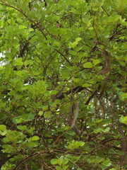 Bauhinia racemosa