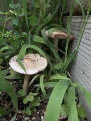 Volvopluteus gloiocephalus