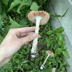 Volvopluteus gloiocephalus