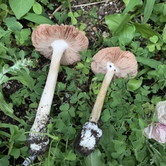 Volvopluteus gloiocephalus