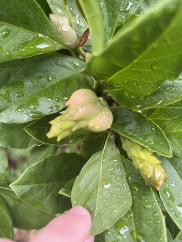 Magnolia pseudokobus iNat (2)