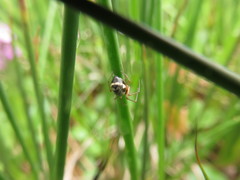 Microlinyphia pusilla