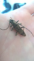 Elytrimitatrix undata