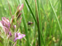 Microlinyphia pusilla