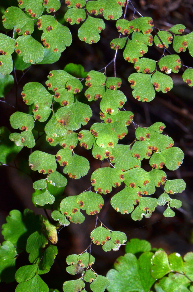 Adiantum raddianum