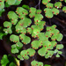 Delta Maidenhair Fern - Photo (c) Pat Enright, some rights reserved (CC BY-NC), uploaded by Pat Enright