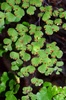 Delta Maidenhair Fern - Photo (c) Pat Enright, some rights reserved (CC BY-NC), uploaded by Pat Enright
