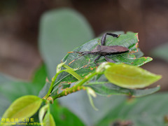 Pseudomictis obtusispinus