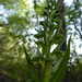 Dactylorhiza viridis virescens - Photo (c) Annette Le Faive, algunos derechos reservados (CC BY-NC), subido por Annette Le Faive