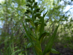 Dactylorhiza viridis virescens