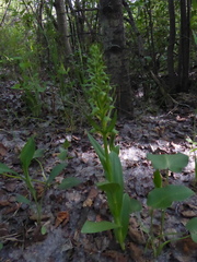Dactylorhiza viridis virescens