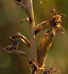 Anacamptis morio caucasica