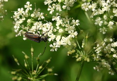 Brachysomida bivittata