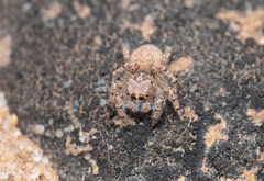 Habronattus amicus