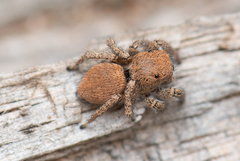 Habronattus clypeatus
