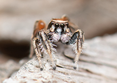 Habronattus clypeatus