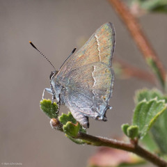 Satyrium tetra