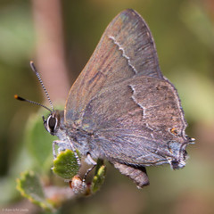 Satyrium tetra