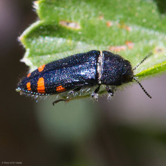 Acmaeodera mariposa mariposa